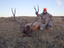 2014 Elk